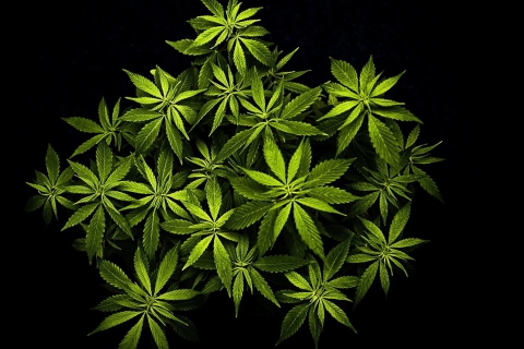 Cannabis Mary Jane wallpaper 480x320