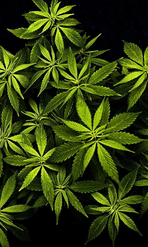 Das Cannabis Mary Jane Wallpaper 480x800
