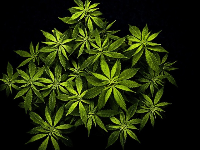 Das Cannabis Mary Jane Wallpaper 640x480