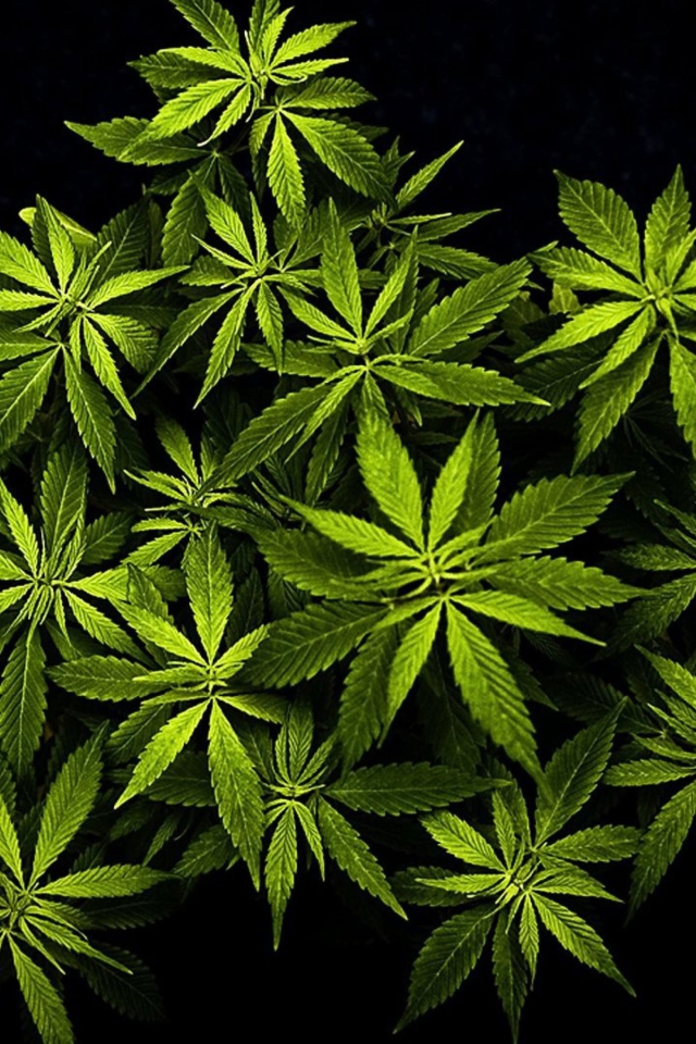 Das Cannabis Mary Jane Wallpaper 640x960