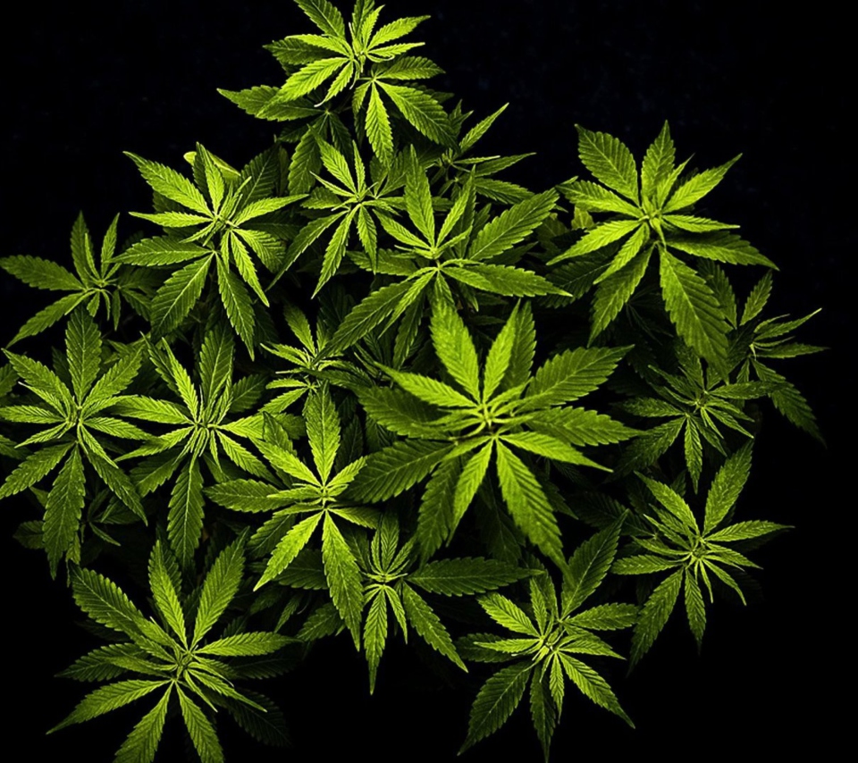 Cannabis Mary Jane wallpaper 960x854
