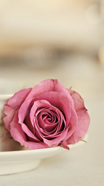 Das Elegant Rose In Cup Wallpaper 360x640