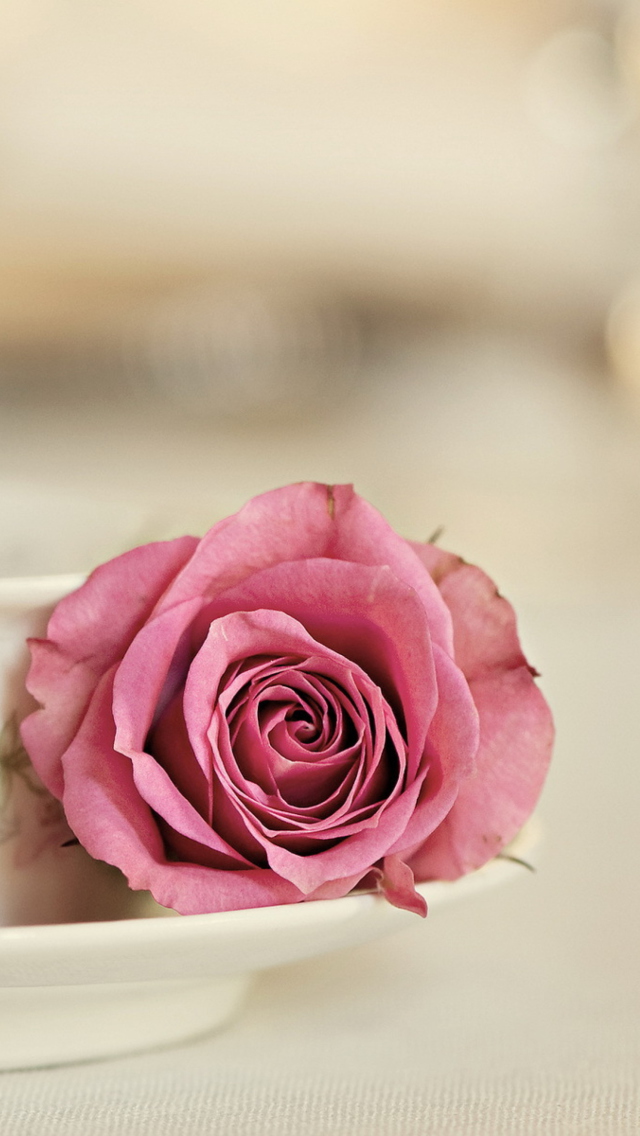 Sfondi Elegant Rose In Cup 640x1136