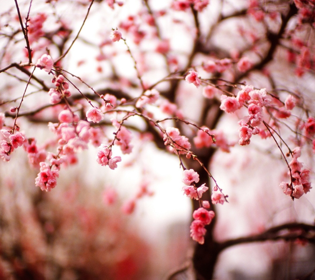 Sfondi Cherry Spring Blossom 1080x960