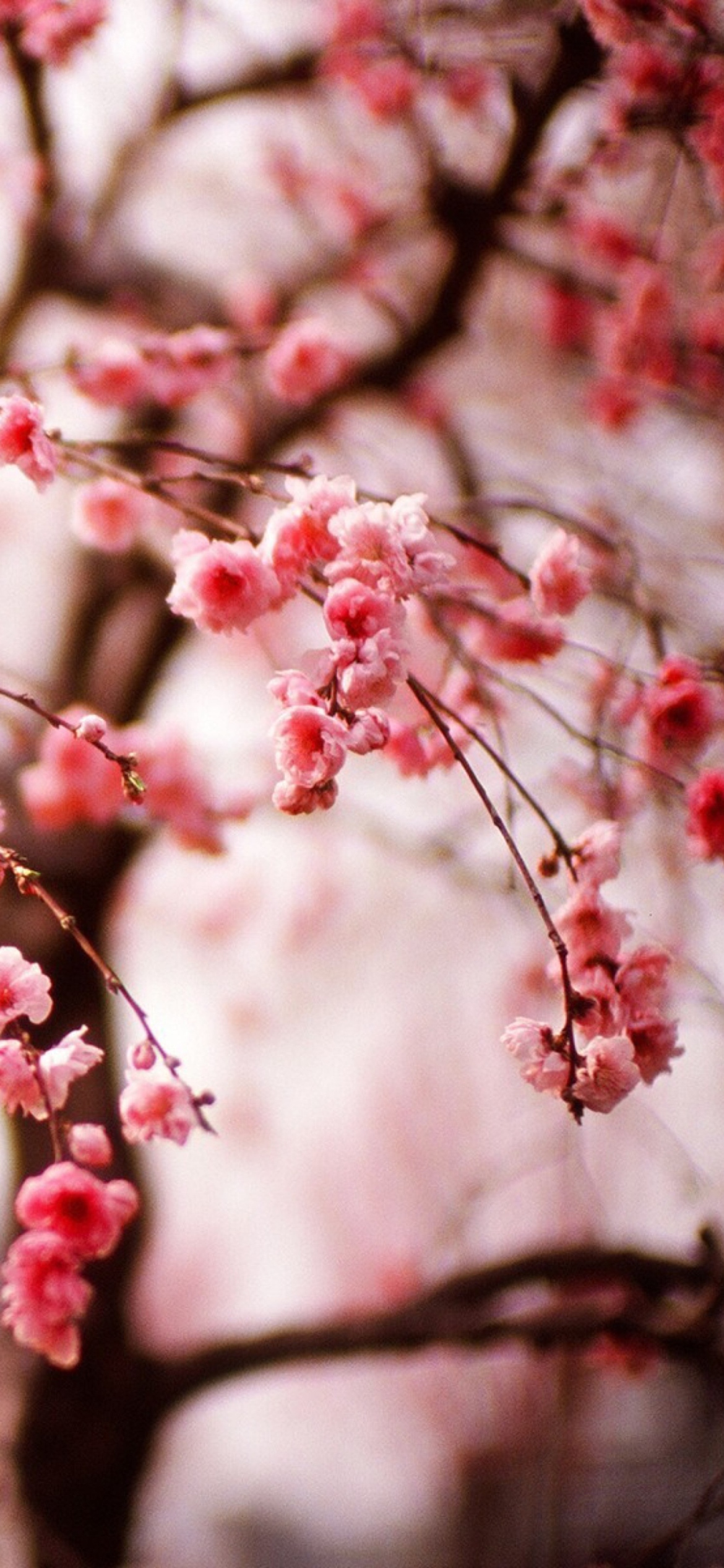 Screenshot №1 pro téma Cherry Spring Blossom 1170x2532