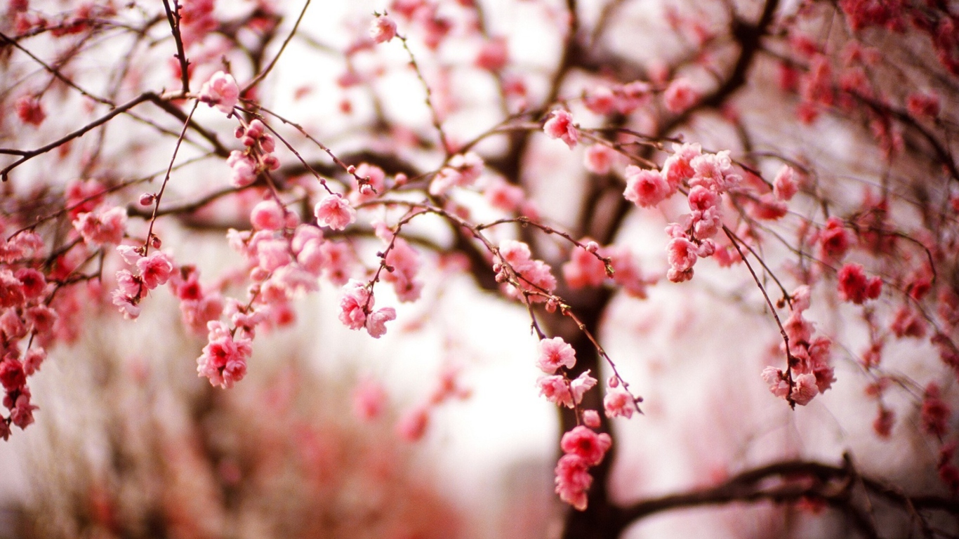 Sfondi Cherry Spring Blossom 1366x768