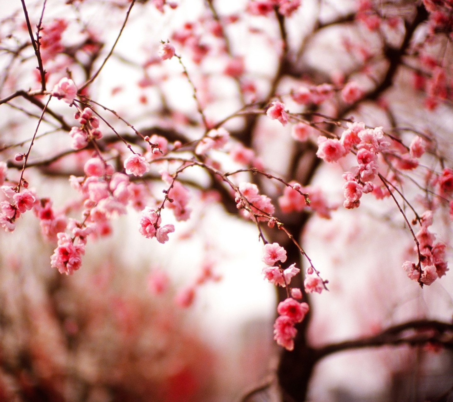 Das Cherry Spring Blossom Wallpaper 1440x1280