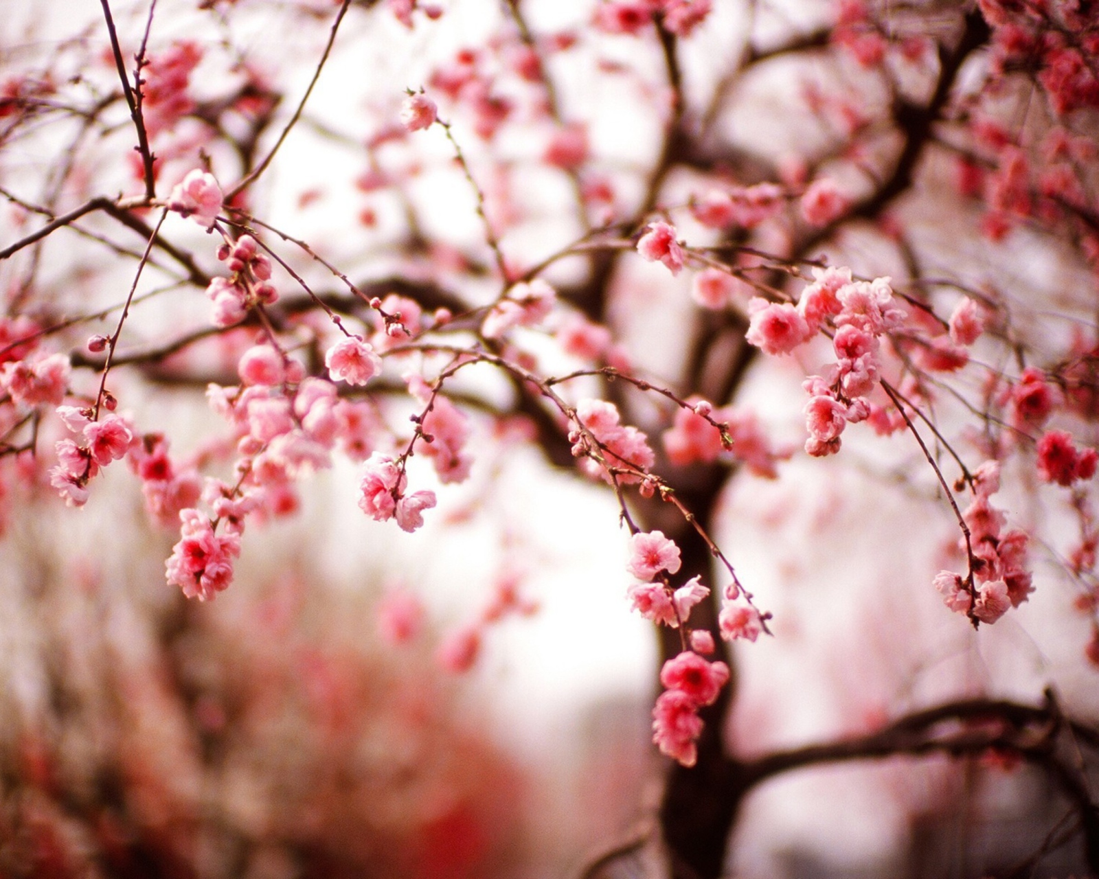 Das Cherry Spring Blossom Wallpaper 1600x1280