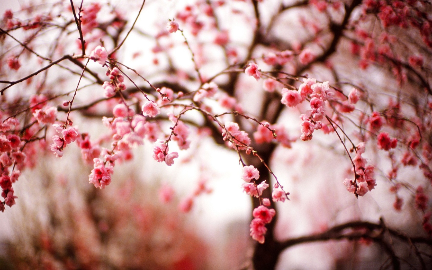 Screenshot №1 pro téma Cherry Spring Blossom 1680x1050