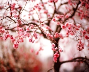 Screenshot №1 pro téma Cherry Spring Blossom 176x144