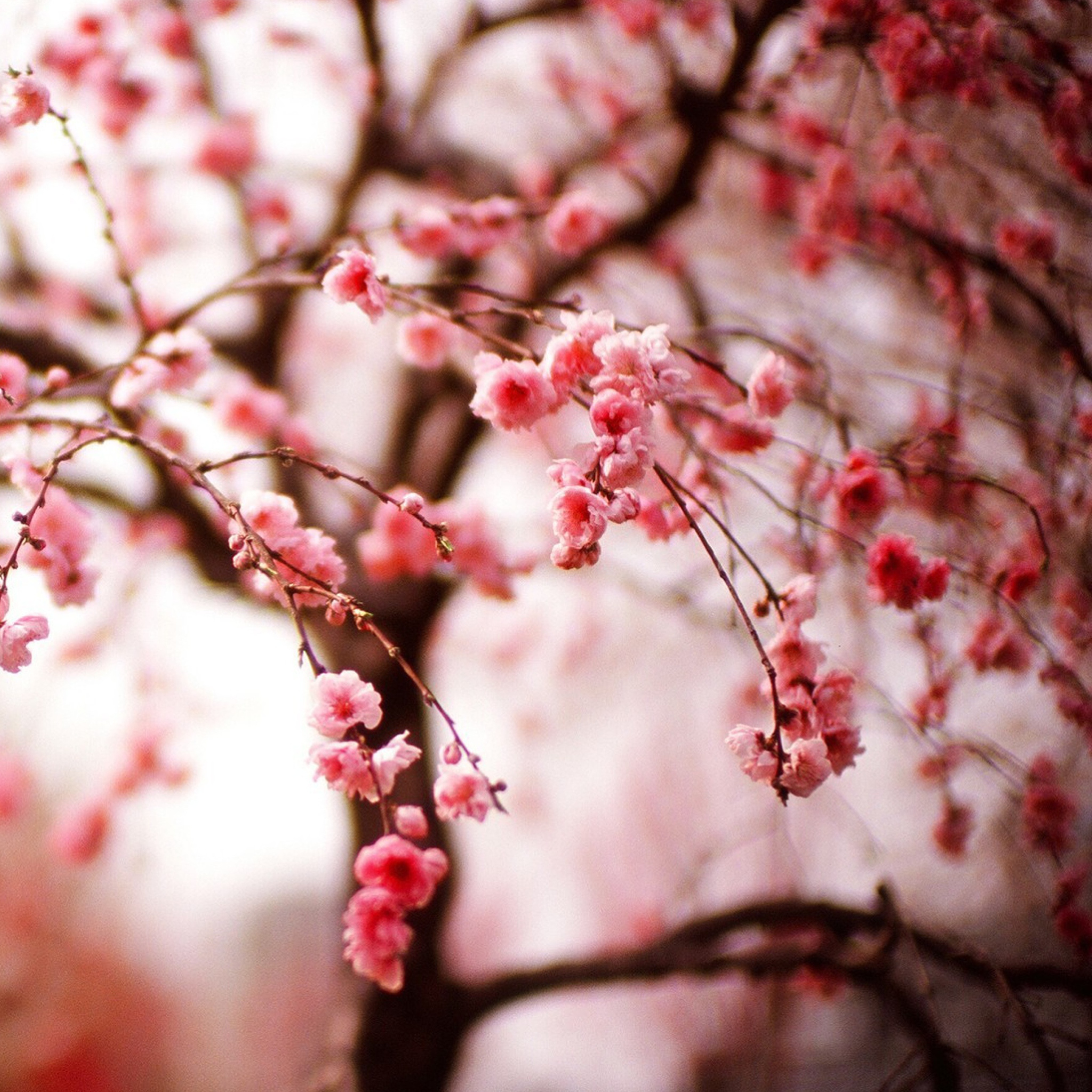 Sfondi Cherry Spring Blossom 2048x2048