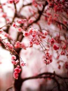 Das Cherry Spring Blossom Wallpaper 240x320