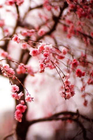 Das Cherry Spring Blossom Wallpaper 320x480