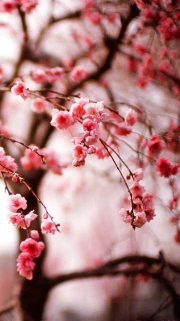 Das Cherry Spring Blossom Wallpaper 360x640