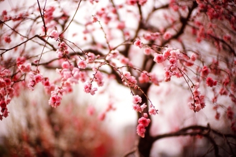 Обои Cherry Spring Blossom 480x320