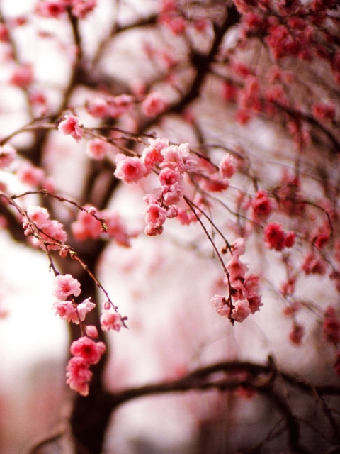 Обои Cherry Spring Blossom 480x640