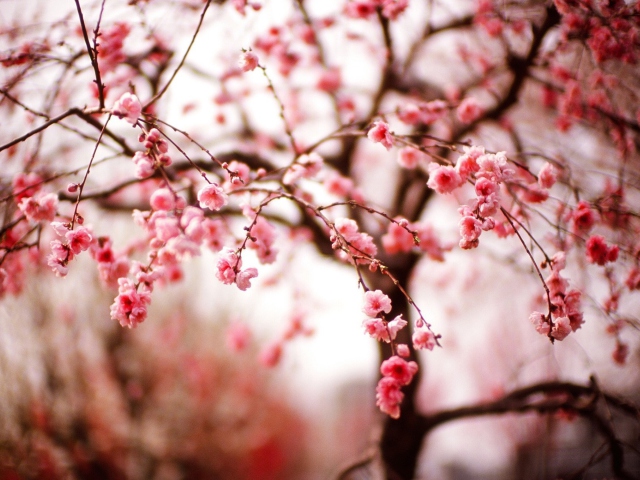 Cherry Spring Blossom wallpaper 640x480