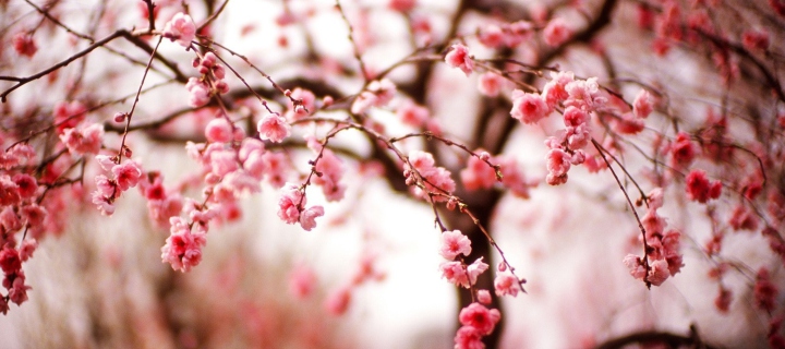 Cherry Spring Blossom wallpaper 720x320