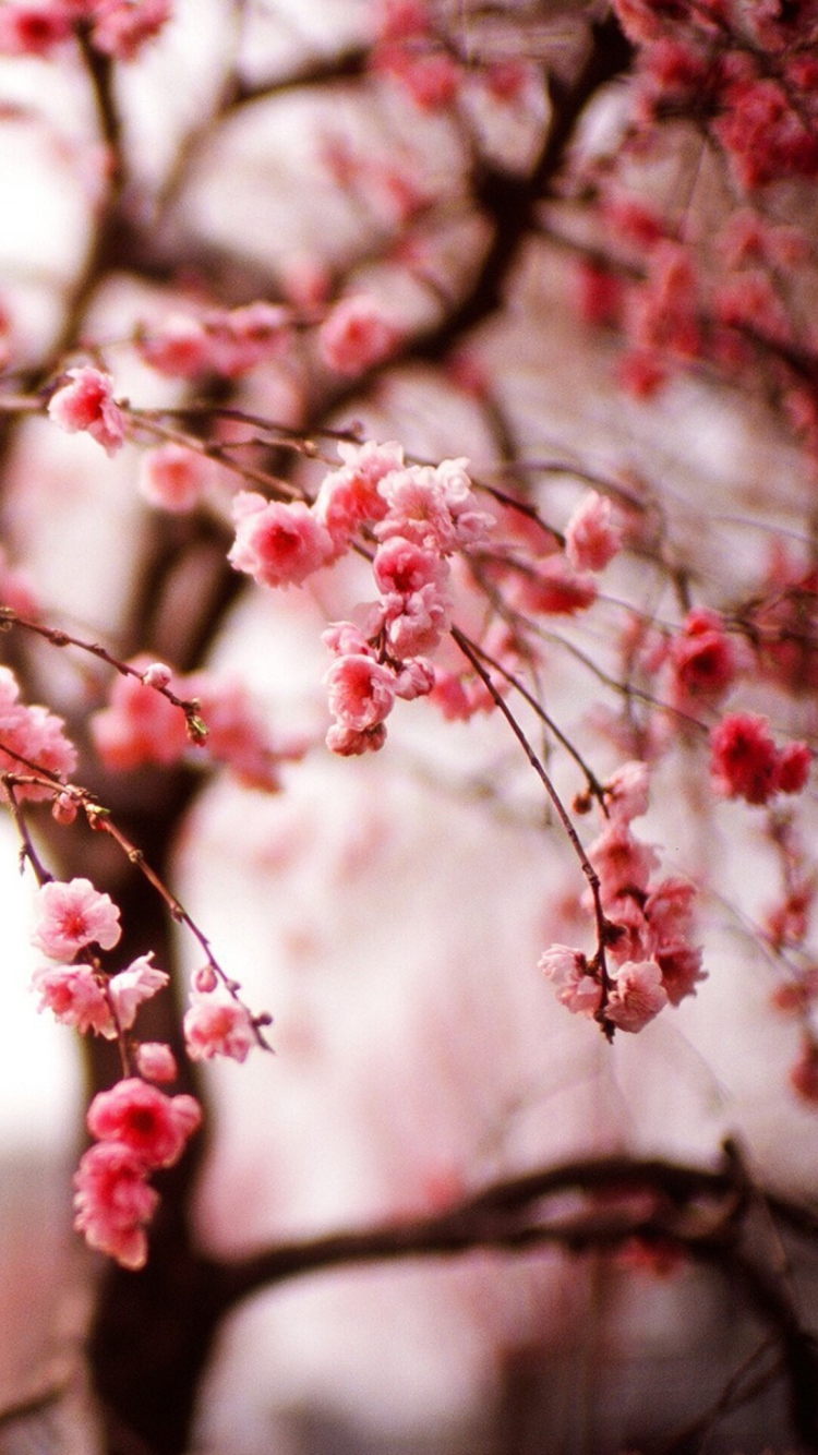 Fondo de pantalla Cherry Spring Blossom 750x1334