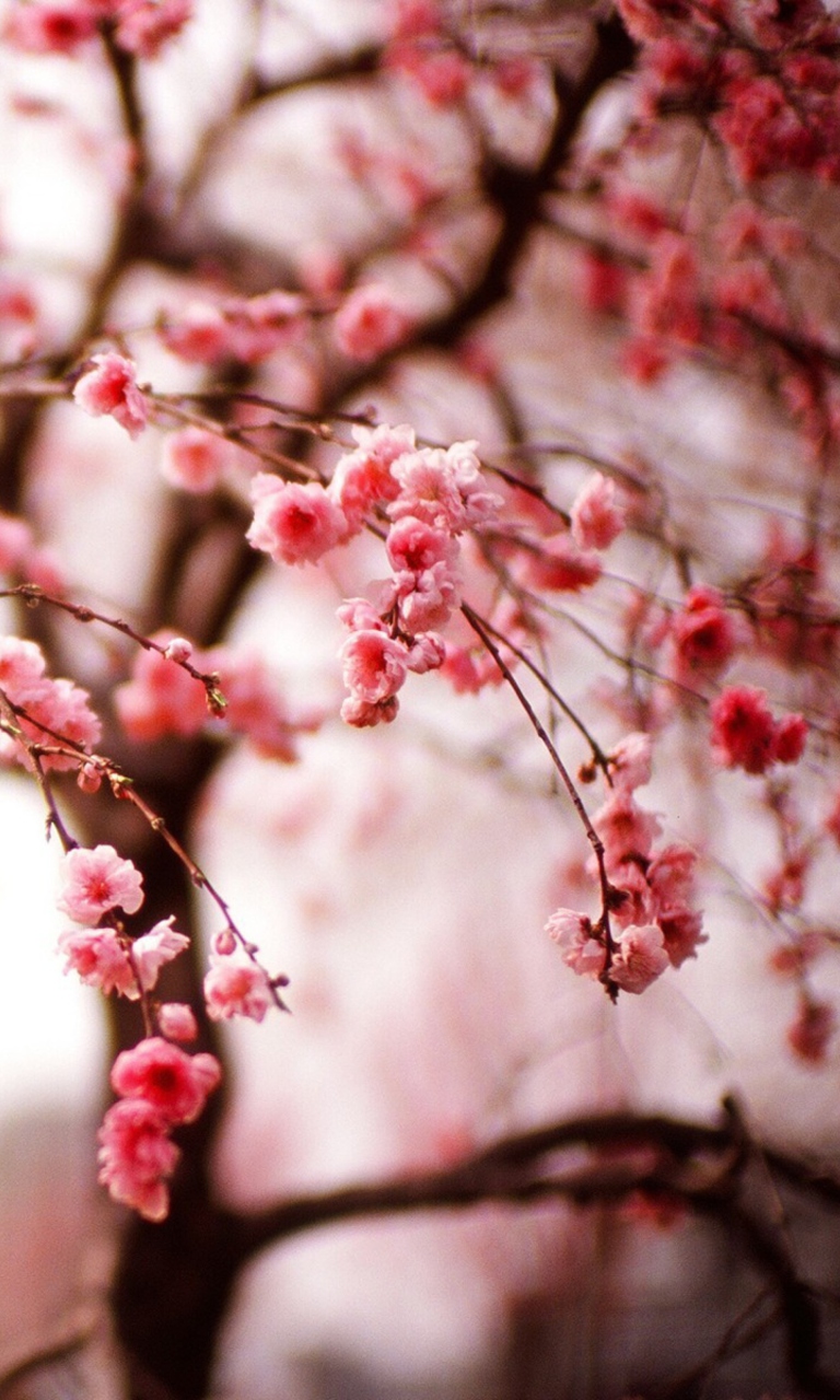 Das Cherry Spring Blossom Wallpaper 768x1280