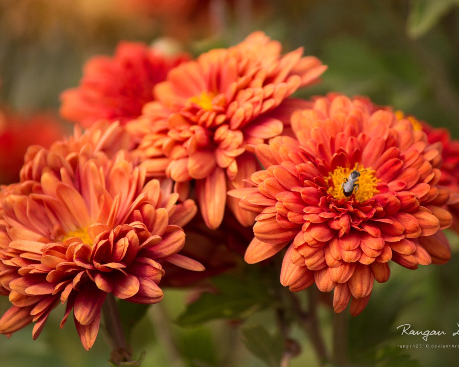 Orange Blossom wallpaper 1600x1280