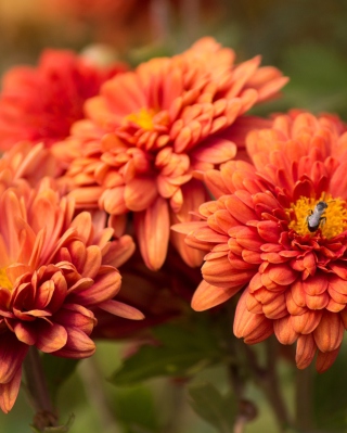 Orange Blossom Picture for Nokia Asha 306