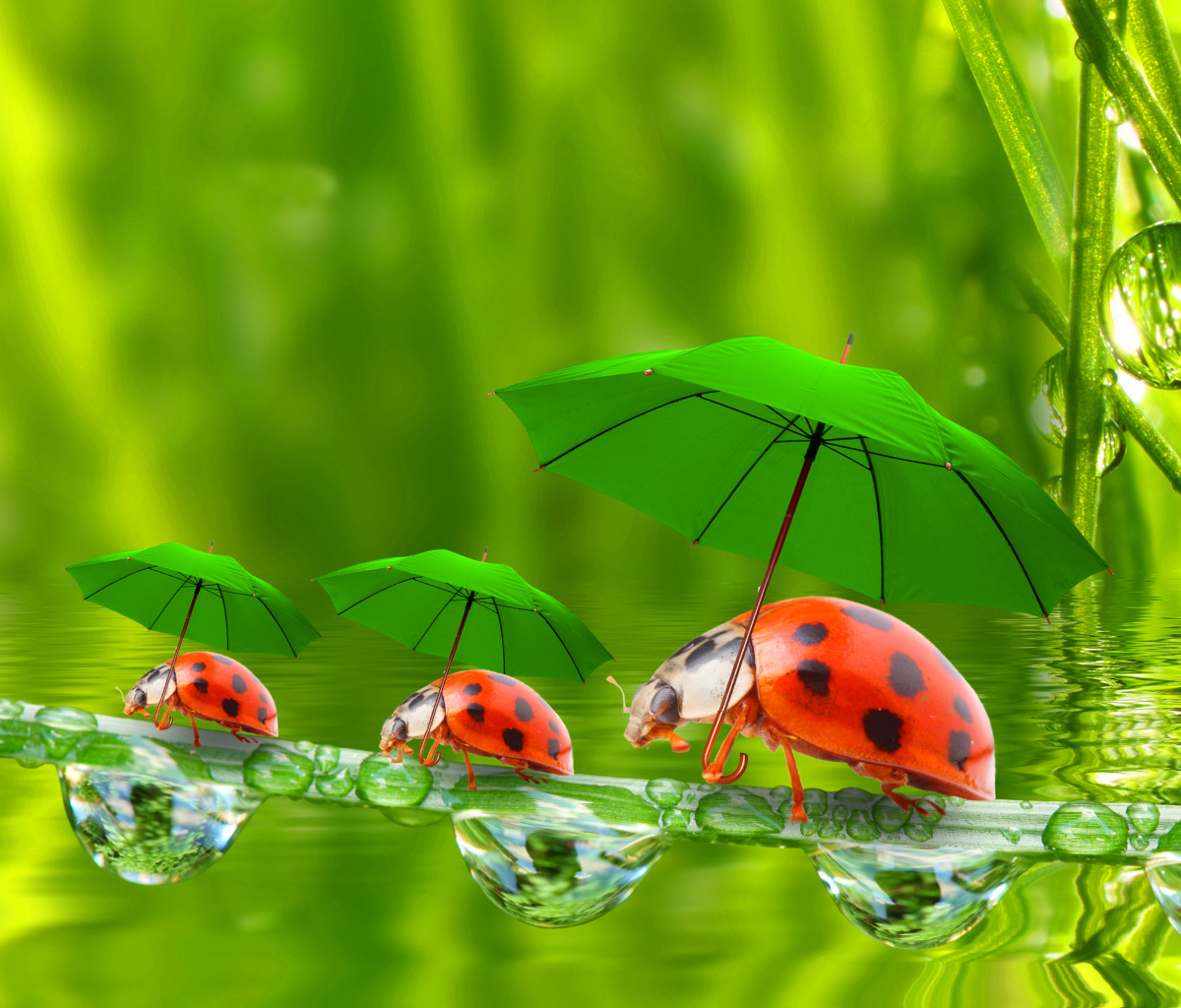 Fondo de pantalla Funny Ladybugs 1200x1024