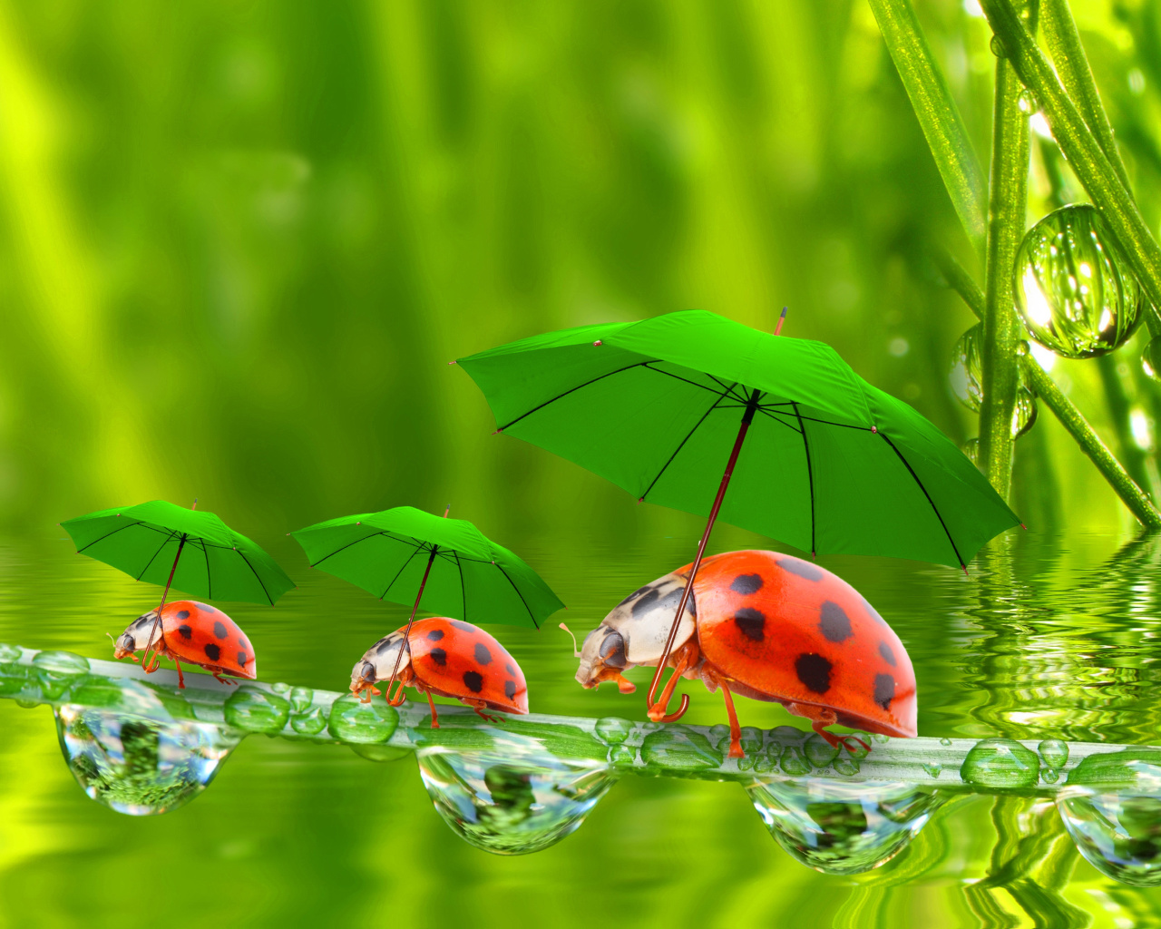 Fondo de pantalla Funny Ladybugs 1280x1024