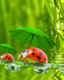 Funny Ladybugs wallpaper 128x160