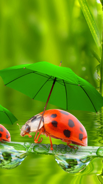 Обои Funny Ladybugs 360x640