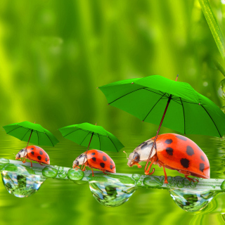 Funny Ladybugs Picture for iPad