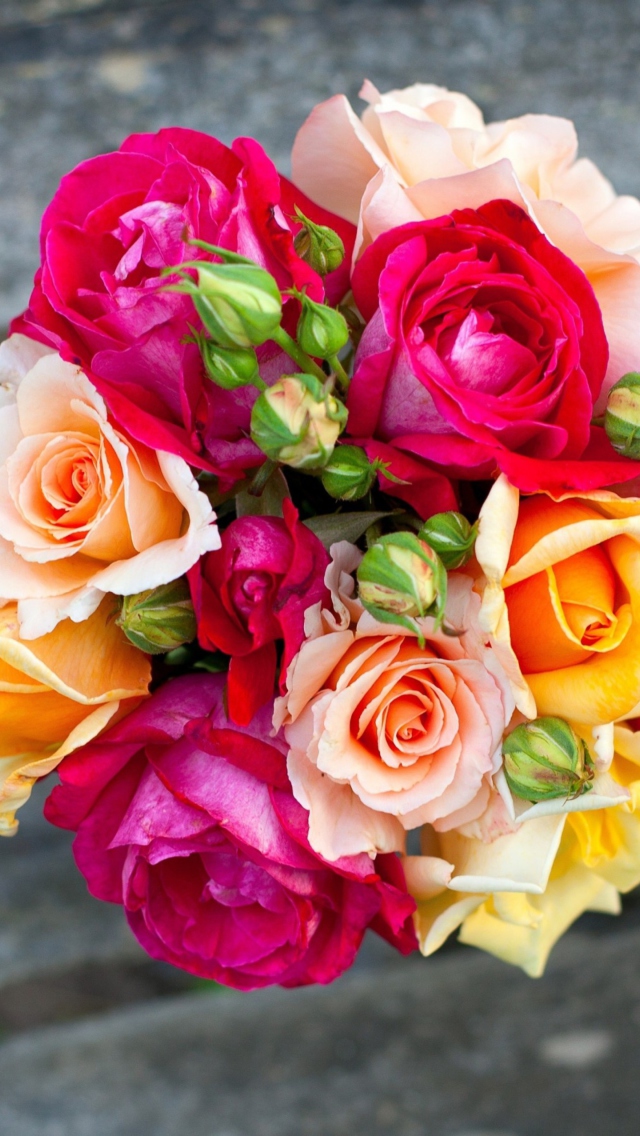 Обои Colorful Roses 640x1136