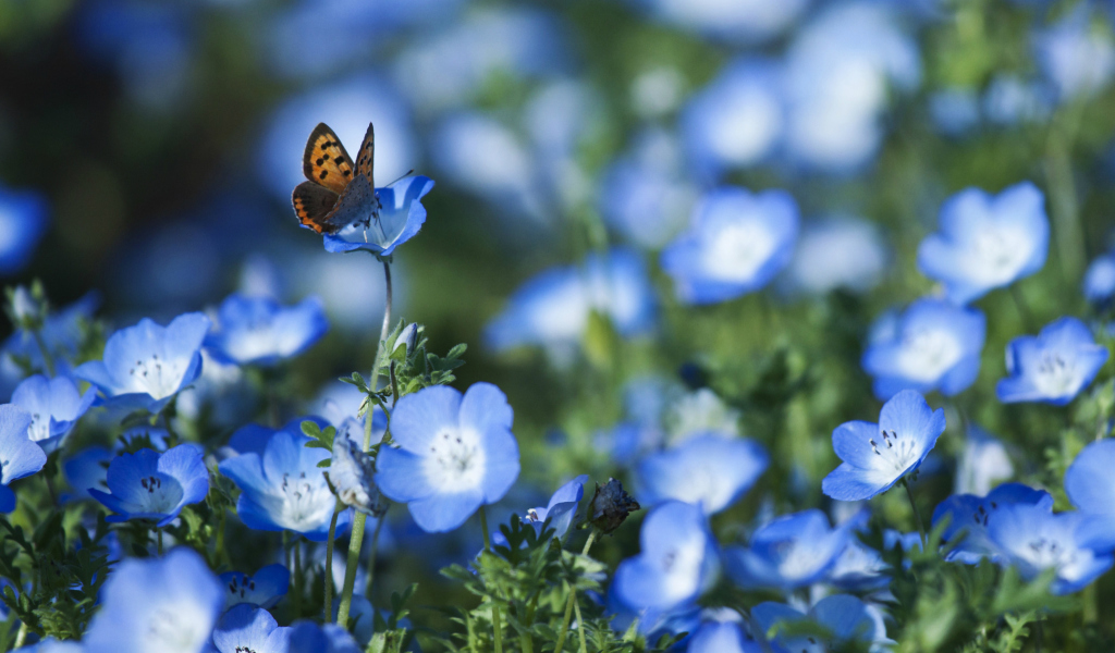Butterfly And Blue Field Flowers wallpaper 1024x600