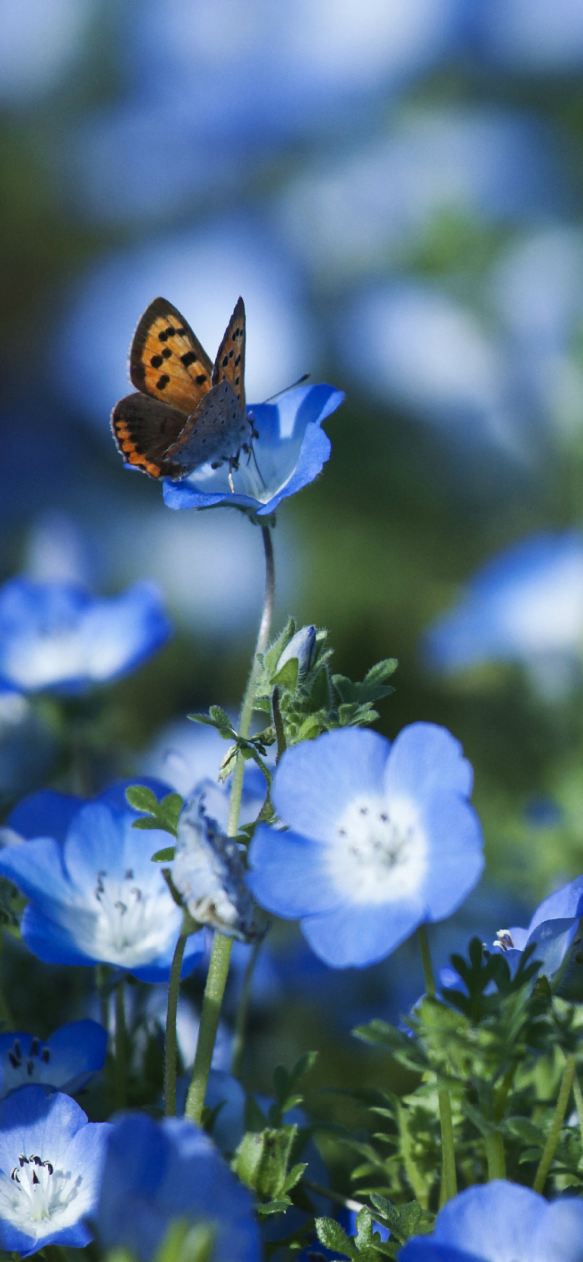 Das Butterfly And Blue Field Flowers Wallpaper 1170x2532
