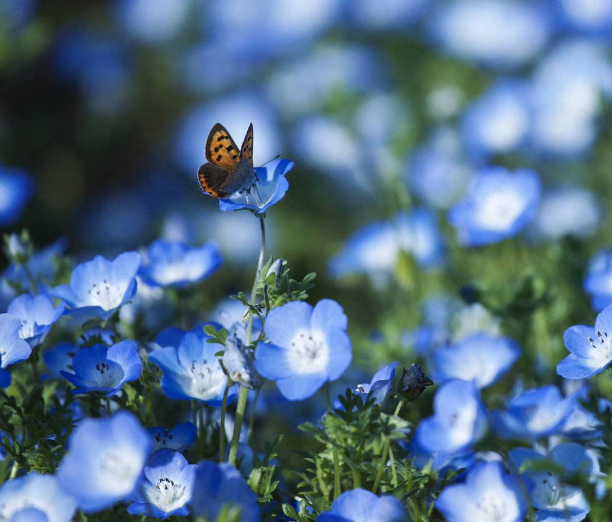 Das Butterfly And Blue Field Flowers Wallpaper 1200x1024