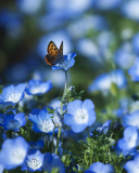 Das Butterfly And Blue Field Flowers Wallpaper 128x160