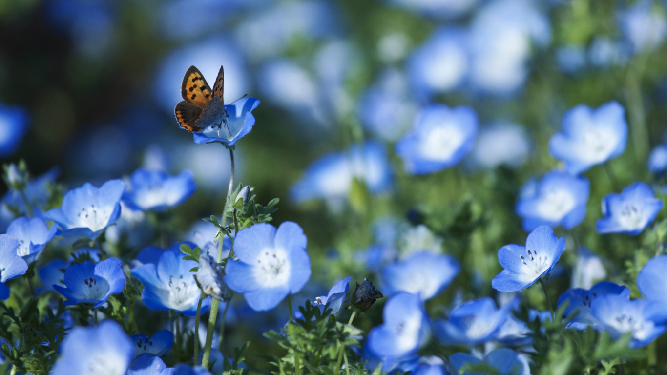 Screenshot №1 pro téma Butterfly And Blue Field Flowers 1366x768