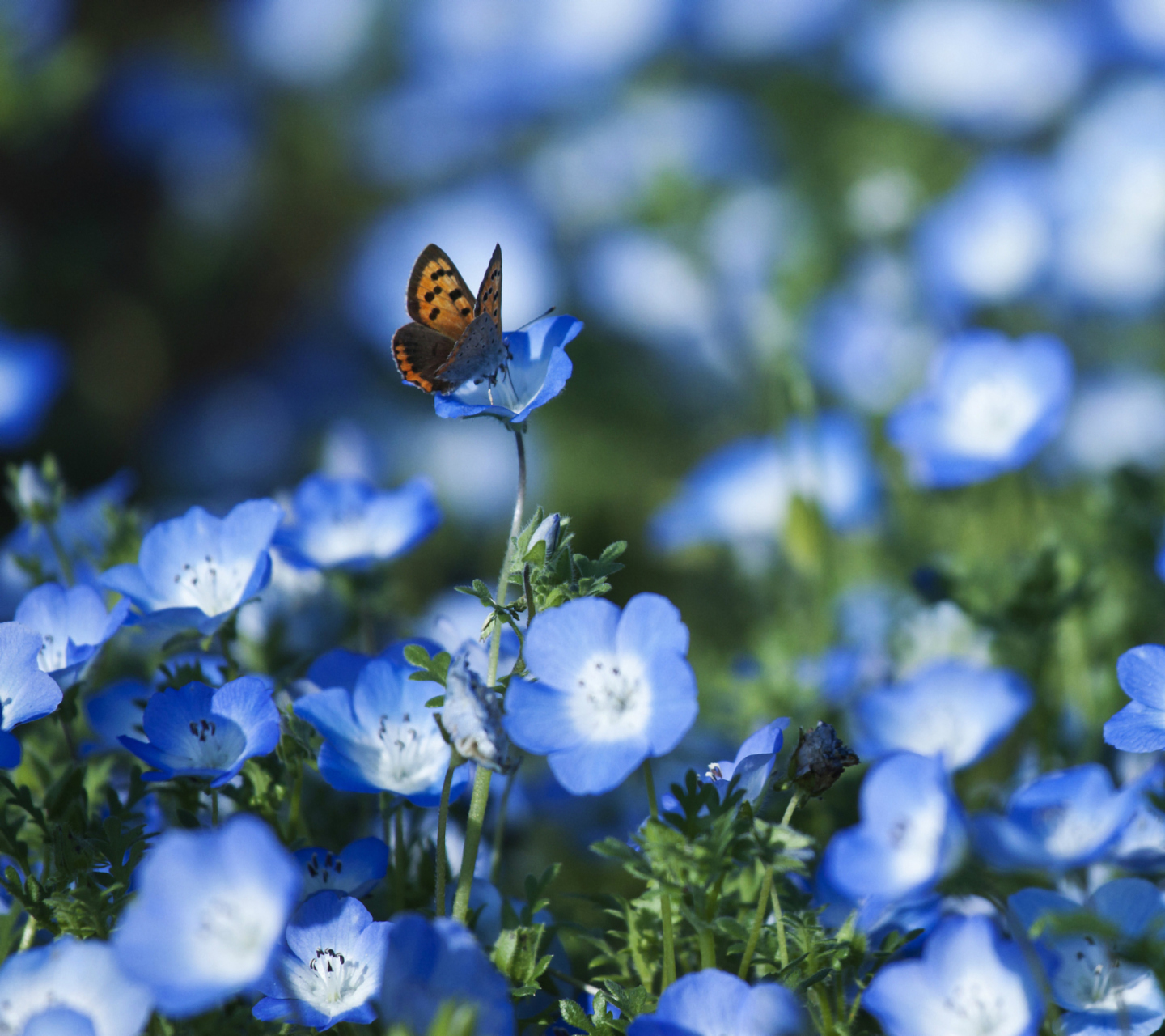 Обои Butterfly And Blue Field Flowers 1440x1280