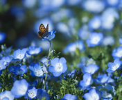 Fondo de pantalla Butterfly And Blue Field Flowers 176x144
