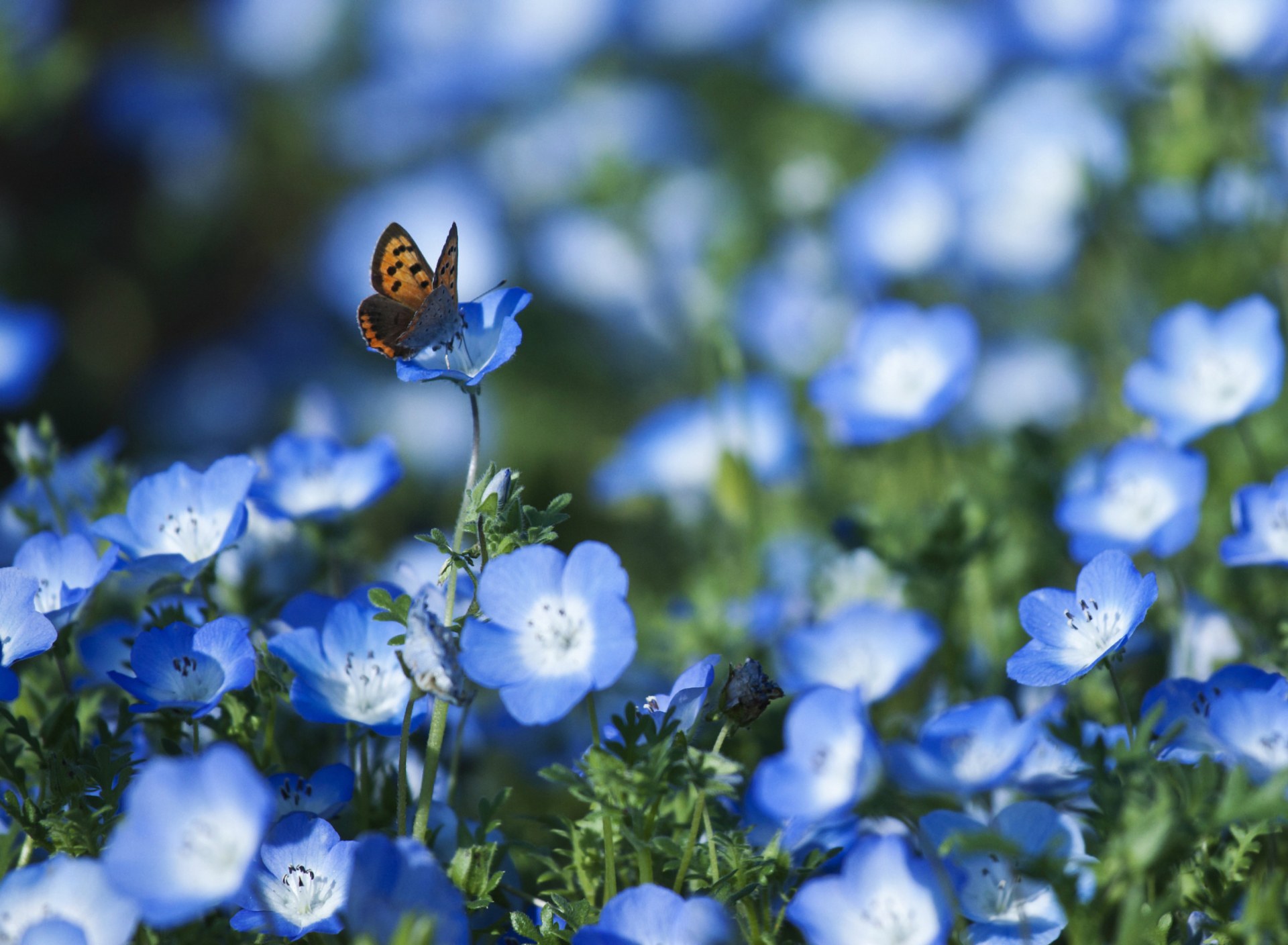 Fondo de pantalla Butterfly And Blue Field Flowers 1920x1408