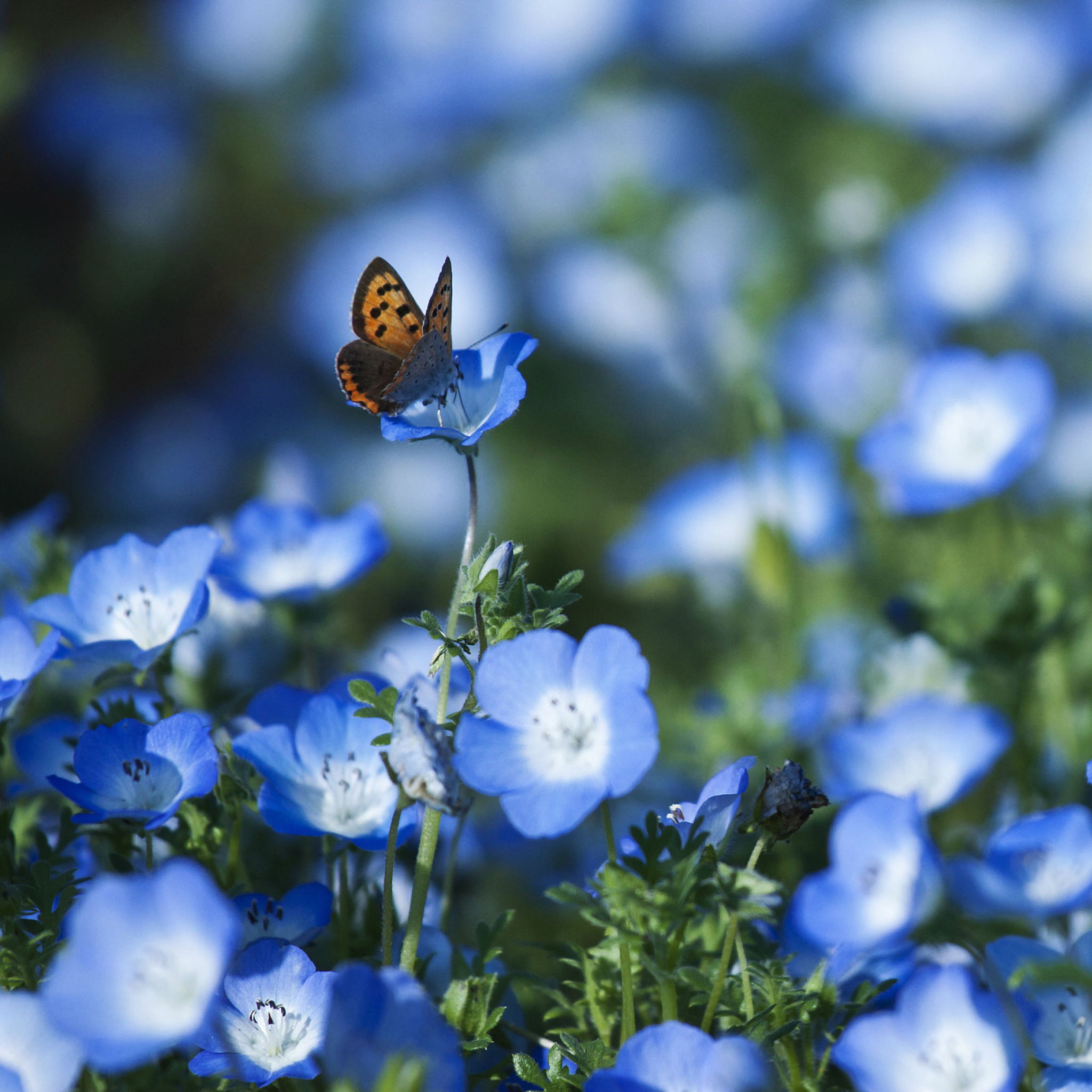 Обои Butterfly And Blue Field Flowers 2048x2048