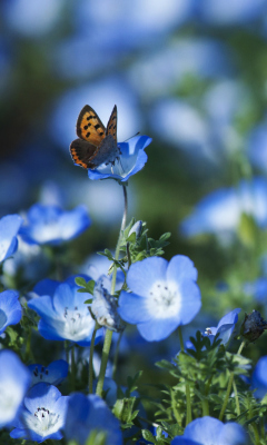 Das Butterfly And Blue Field Flowers Wallpaper 240x400