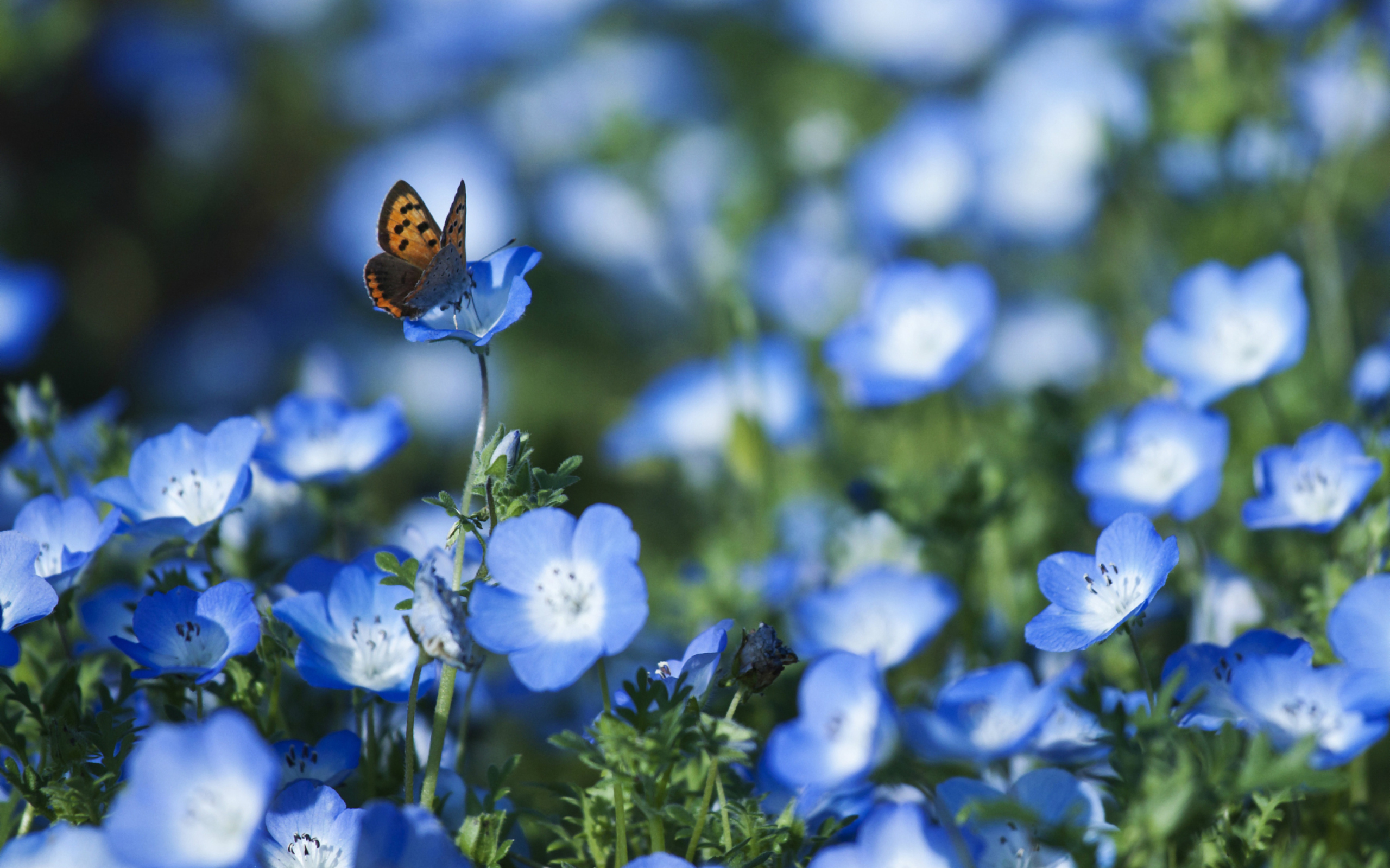 Обои Butterfly And Blue Field Flowers 2560x1600