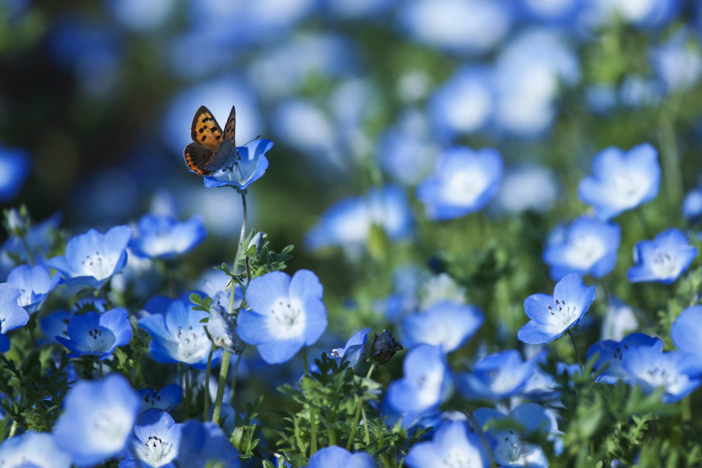 Fondo de pantalla Butterfly And Blue Field Flowers 2880x1920