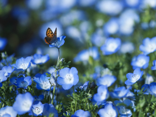 Обои Butterfly And Blue Field Flowers 320x240