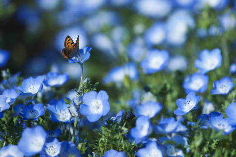 Обои Butterfly And Blue Field Flowers 480x320