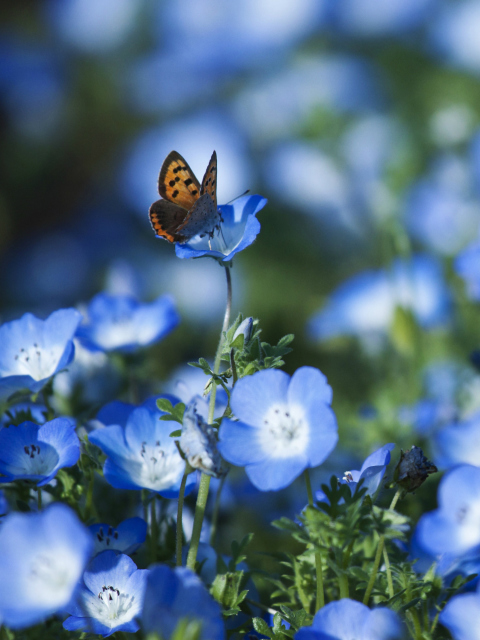 Das Butterfly And Blue Field Flowers Wallpaper 480x640