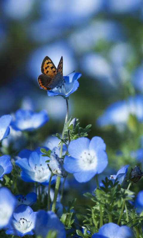 Обои Butterfly And Blue Field Flowers 480x800