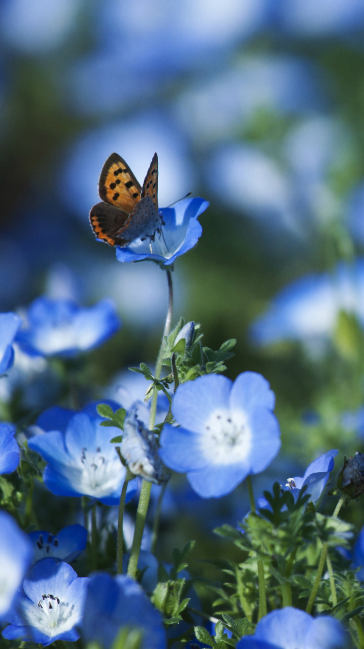 Sfondi Butterfly And Blue Field Flowers 750x1334