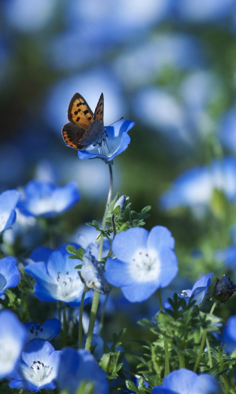 Fondo de pantalla Butterfly And Blue Field Flowers 768x1280
